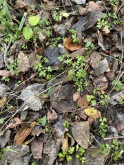 Osmorhiza longistylis