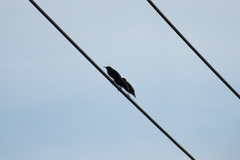 Sturnus vulgaris