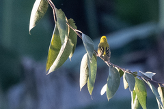 Ploceus castanops