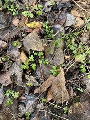 Osmorhiza longistylis