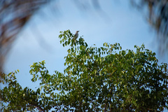Mimus polyglottos