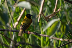 Ploceus melanocephalus