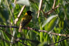 Ploceus melanocephalus