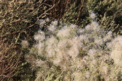 Clematis drummondii