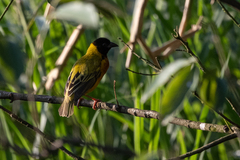 Ploceus melanocephalus