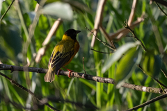 Ploceus melanocephalus