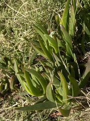 Carpobrotus edulis