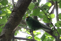 Cyanoramphus malherbi
