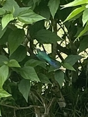 Thalurania glaucopis