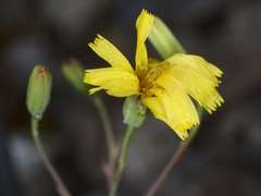 Tolpis staticifolia