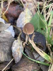 Psathyrella