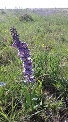 Angelonia integerrima