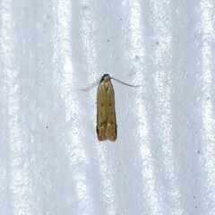 Mesophleps adustipennis