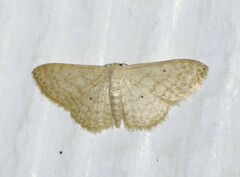 Scopula benitaria