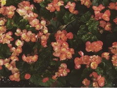 Begonia × tuberhybrida