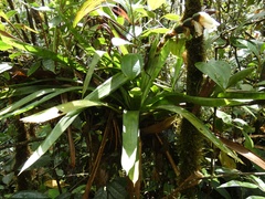 Bromelioideae
