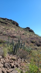 Stenocereus thurberi