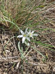 Ornithogalum