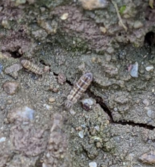 Isotomurus