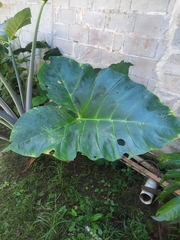 Xanthosoma sagittifolium