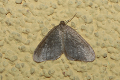 Operophtera