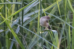 Cisticola erythrops