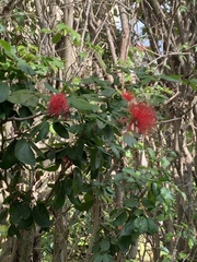 Calliandra haematocephala