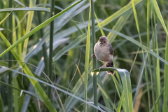 Cisticola erythrops