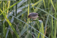 Cisticola erythrops