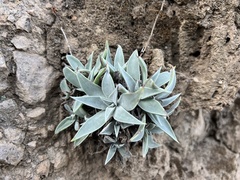 Dudleya verityi