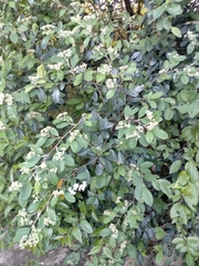 Cotoneaster coriaceus