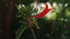 Dicliptera squarrosa