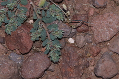 Euphorbia stictospora