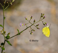 Eurema hecabe