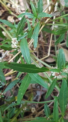 Alternanthera denticulata