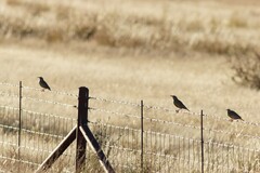 Sturnella magna lilianae