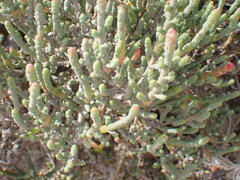 Salicornia littorea