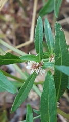 Alternanthera denticulata