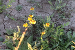 Zinnia grandiflora