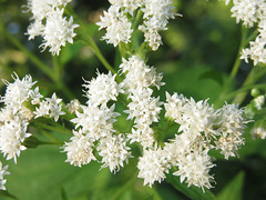 Ageratina altissima