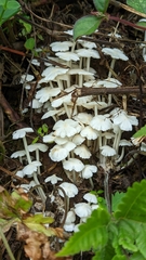 Termitomyces
