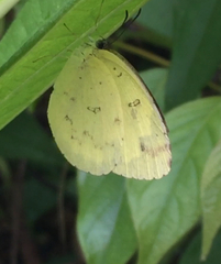 Eurema hecabe hecabe