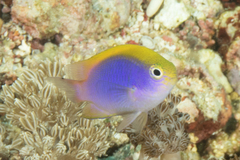 Chrysiptera bleekeri