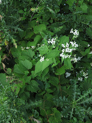 Ageratina altissima