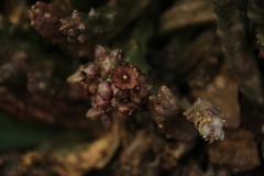 Apteranthes europaea judaica