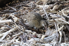 Gallirallus australis australis