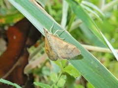 Mnesictena flavidalis