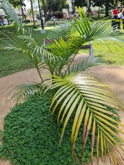 Arecaceae