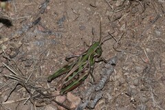 Phlibostroma quadrimaculatum