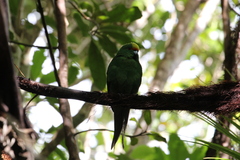 Cyanoramphus malherbi